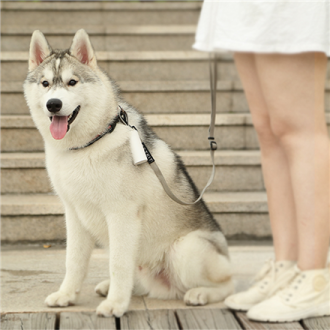 PETKIT | Dog Waste Dispenser Set | Bags: 30x22 cm, Dispenser: 14/8.2 cm x 3.8 cm PETKIT | Dog Waste Dispenser Set | Bags: 30x22 cm, Dispenser: 14/8.2 cm x 3.8 cm